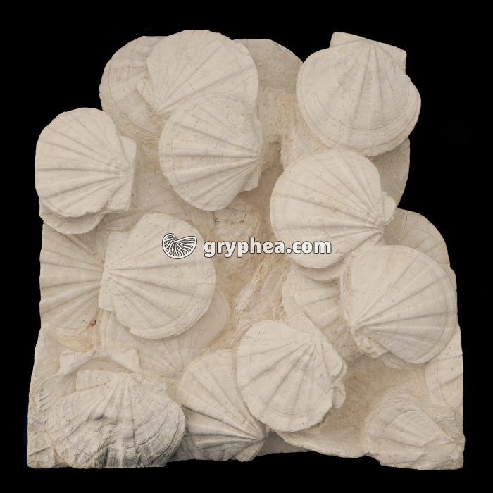 Pectens fossiles - gryphea.org